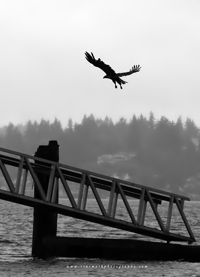 Baby Eagle Flight