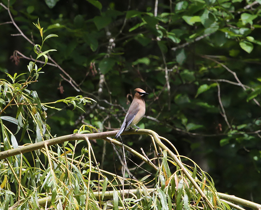 Cedar Waxwing 01