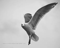 Seagull 03