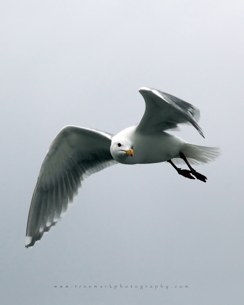 Seagull 06