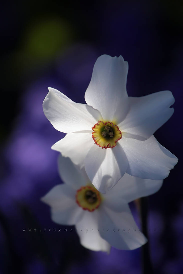 Spring Pair by TruemarkPhotography