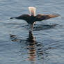 Nose Dive