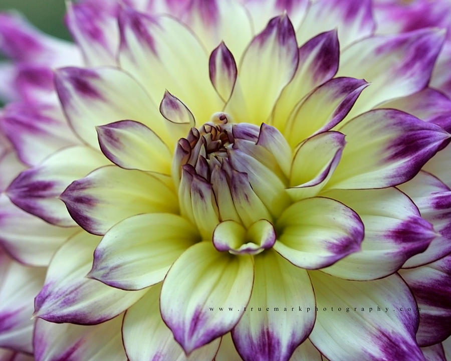 Autumn Dahlia