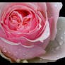 Pink Rose with Water Drops