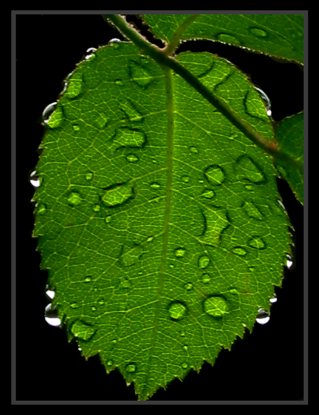 Rain Drops Thru Rose Leaves