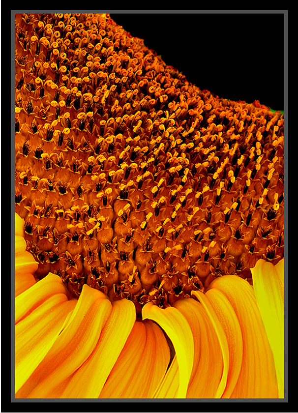 Sunflower Illuminated