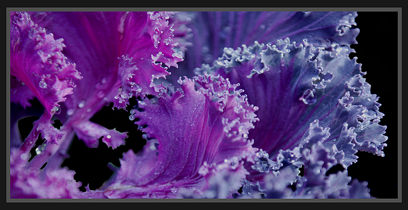 Purple Waves of Kale