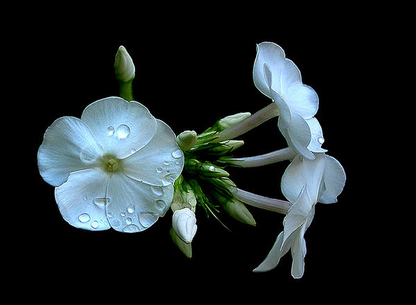 Moonlight on White Flowers 3a by TruemarkPhotography