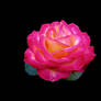 The Beauty of a Rose 2