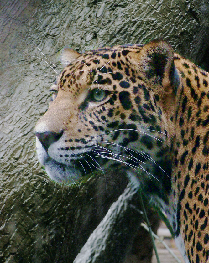 Jaguar 2