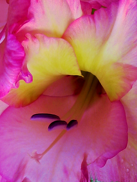 Gladiola Closeup