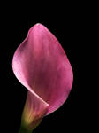 Colored Calla Lily by TruemarkPhotography