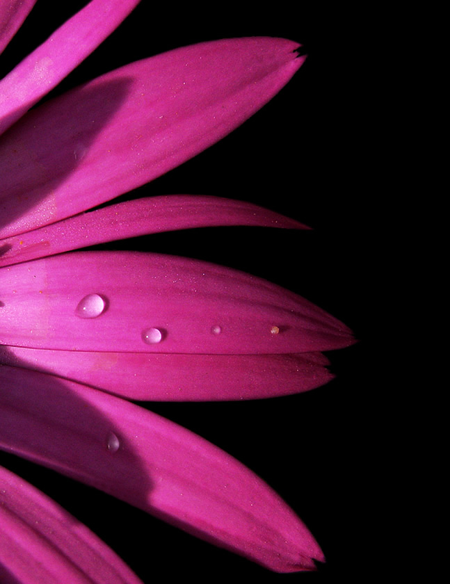 Droplets and Petals