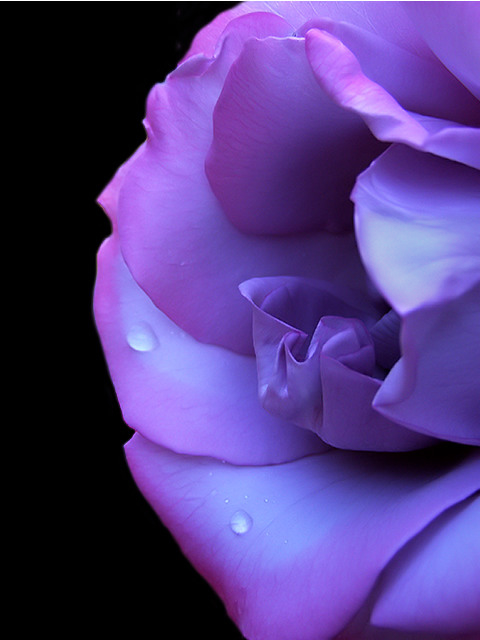 Droplets on a Purple Rose