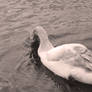 Swan