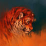 Tiger Fire