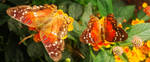 Phyciodes tharos by Asslessness