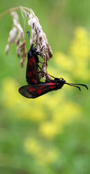 Zygaena filipendulae