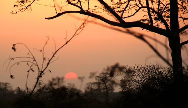 Sunset in Kaziranga