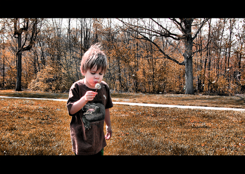 Autumn Dandelion