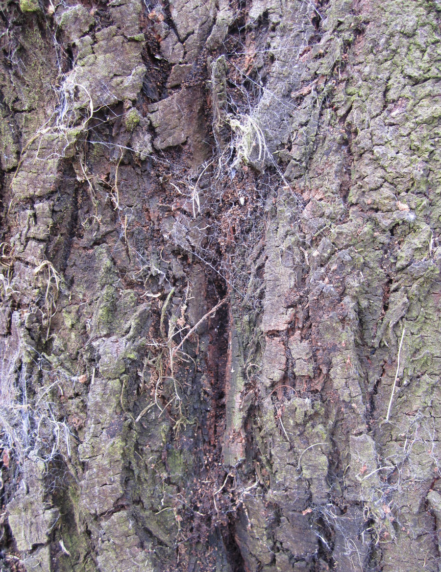 bark