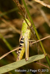 Green Grasshopper