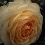 Satin Rose