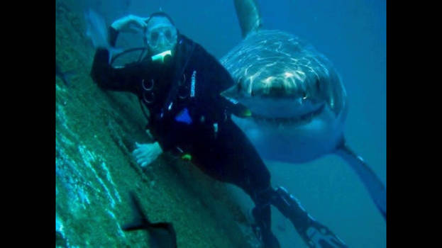 Shark photo bomb