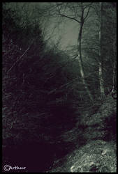 Into The Deep dark woods
