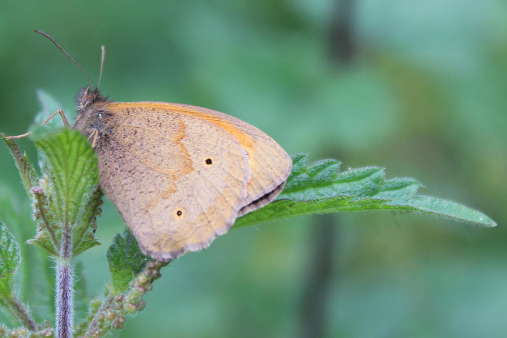 Butterfly resting