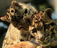 Clouded Leopards at WHF