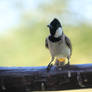 Bulbul Bird