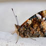 Red Admiral