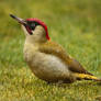 Green Woodpecker 