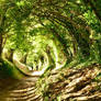 Halnaker Tree Tunnel