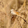 Bearded Reedling (female)