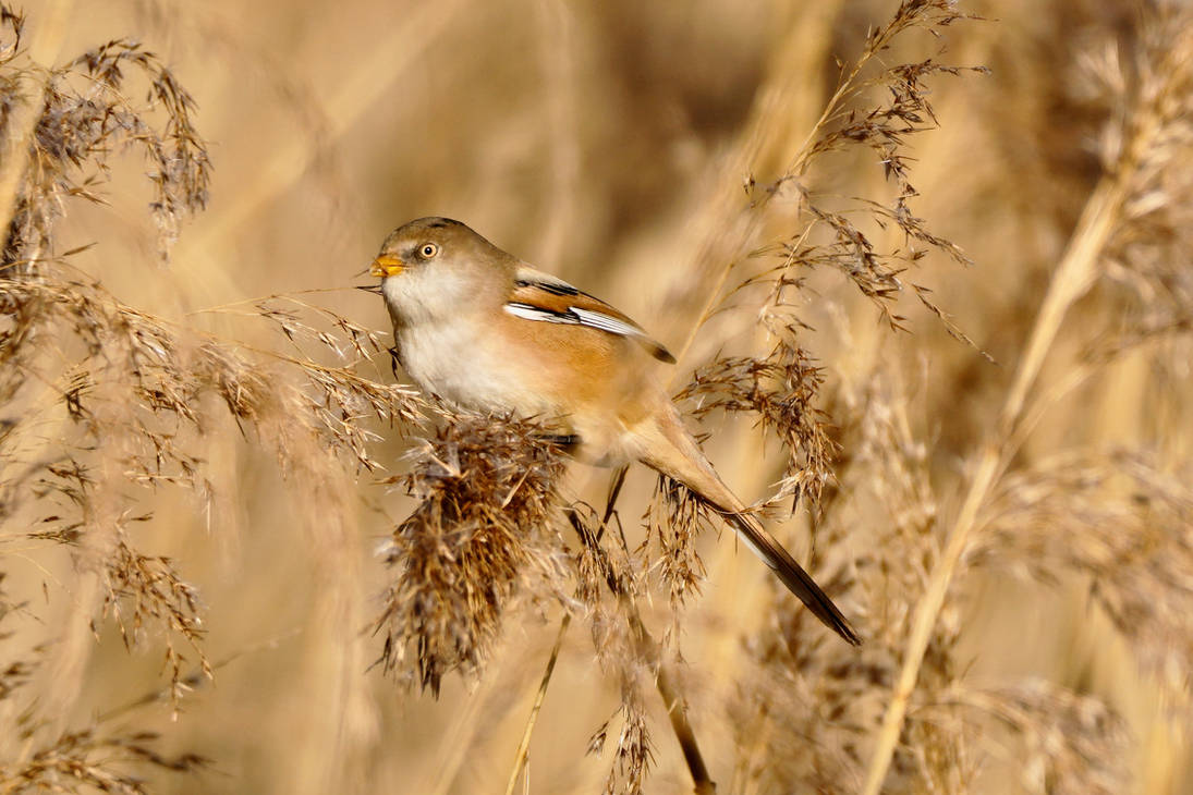 English Reedling Bearded Reedling (female) by Weekendphotographer on DeviantArt