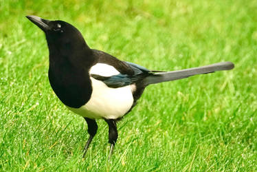 Magpie