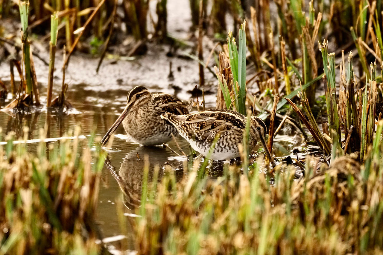 Snipe, Arundel WWT by Weekendphotographer on DeviantArt