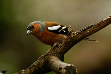 Chaffinch, Arundel WWT