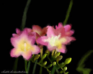 Freesia