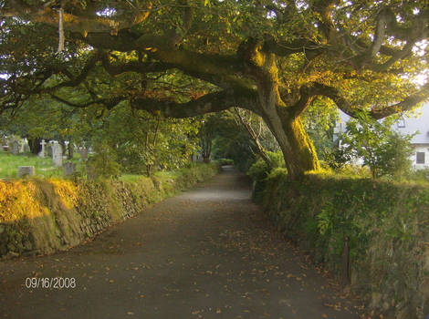 A journey through the trees.