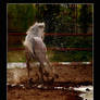 arabian horse