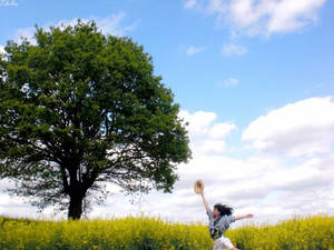 Canola fields 4