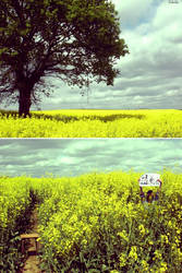 Canola fields 5