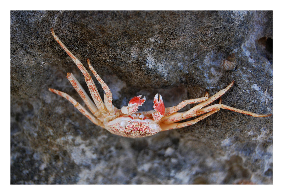 Red Crab