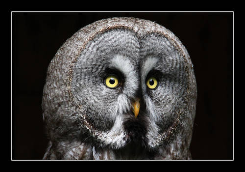 Great Grey Owl