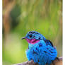 Spangled Cotinga