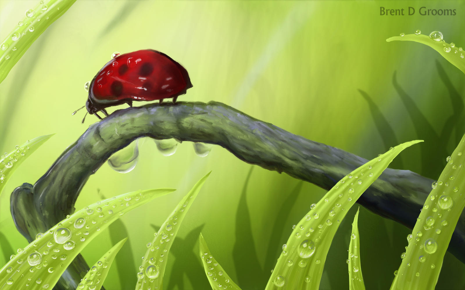 Ladybug