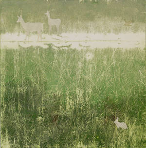 Marl Prairie Ecotone with Deer and Marsh Rabbit